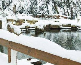 Wie man nach dem Winter einen Teich neustartet